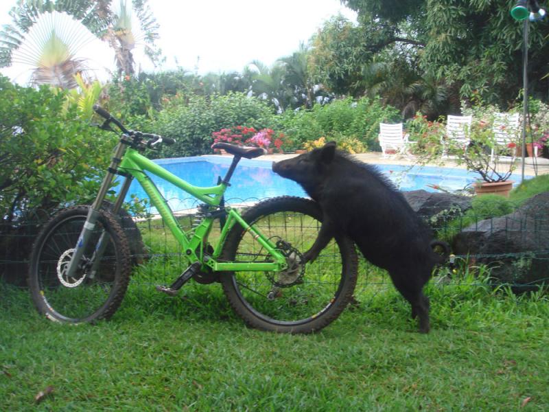 bicicletas bicicletas